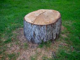 Best Storm Damage Tree Cleanup  in Kenosha, WI