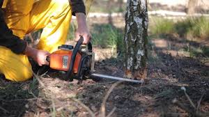 Best Tree Trimming and Pruning  in Kenosha, WI