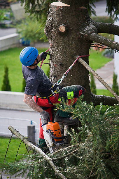 Best Leaf Removal  in Kenosha, WI