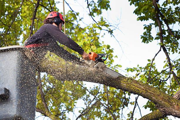 Best Lawn Disease Treatment  in Kenosha, WI